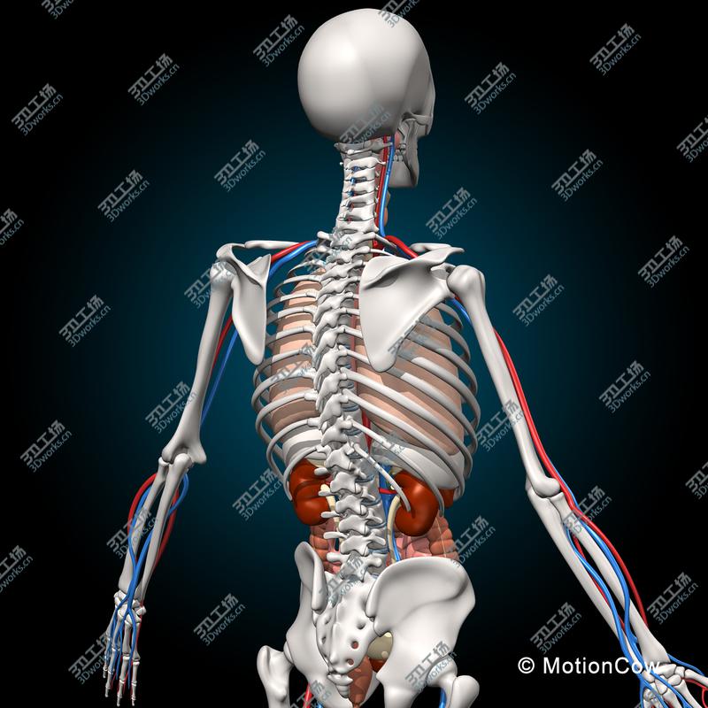 images/goods_img/20210113/Skeleton & Anatomy/4.jpg